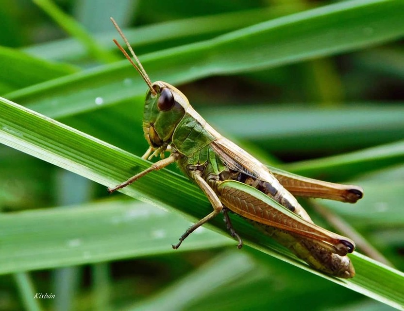 Pseudochorthippus parallelus - közönséges rétisáska