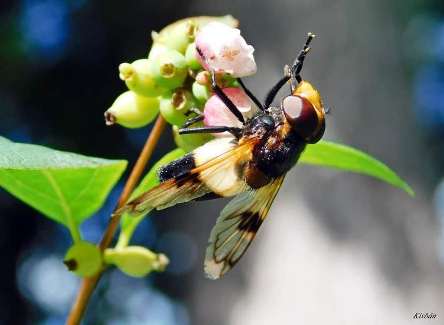 Volucella pellucens - üvegpotrohú pihelégy