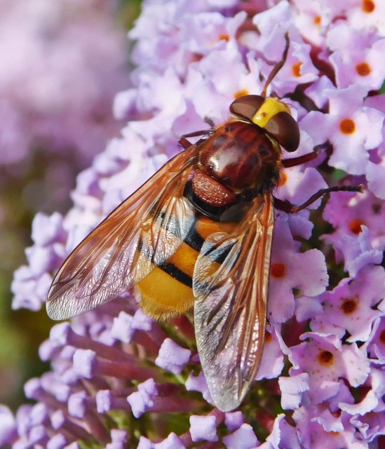 Volucella zonaria - kétöves pihelégy