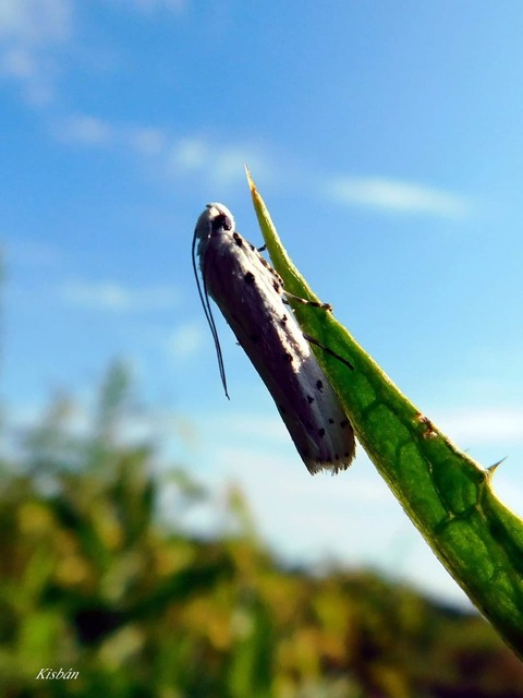 Myelois circumvoluta - pettyes karcsúmoly