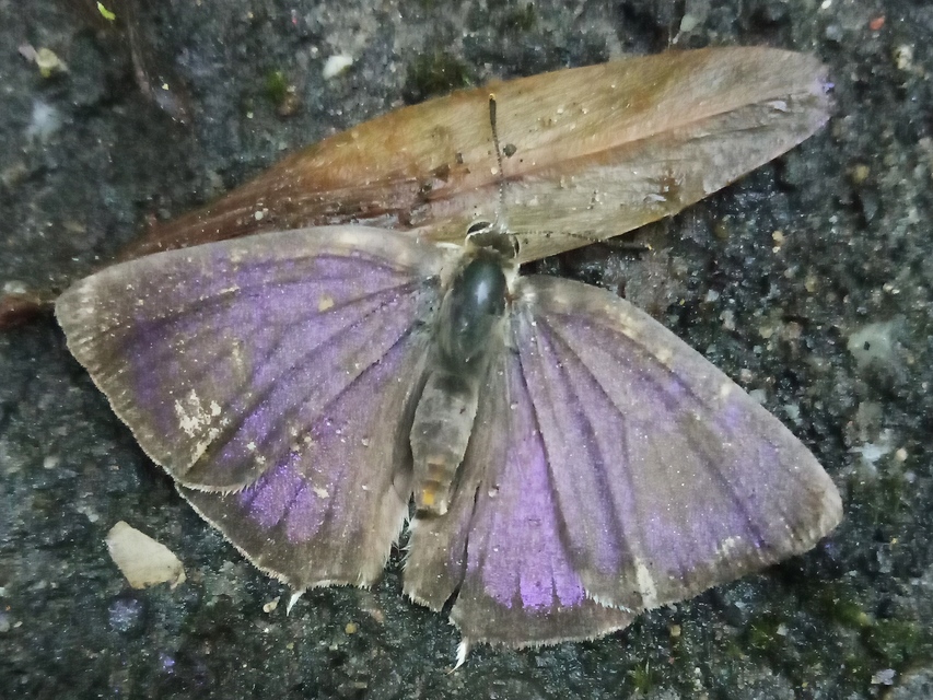 Neozephyrus quercus - tölgyfalepke