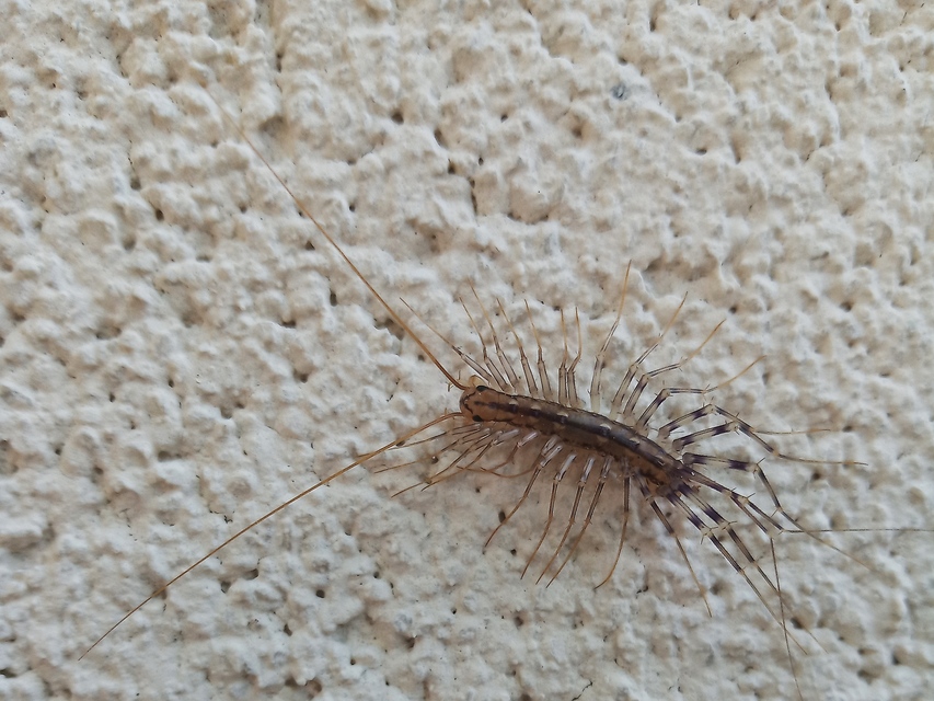 Scutigera coleoptrata - légyölő pókszázlábú