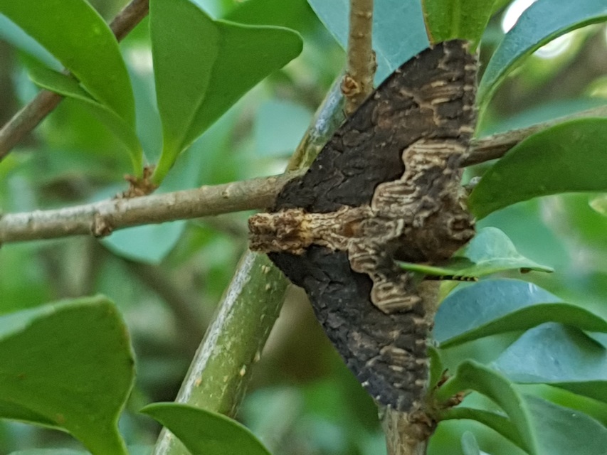Dypterygia scabriuscula - szurokbarna nyáribagoly