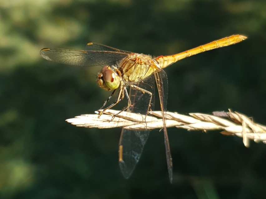 Sympetrum meridionale - fakó katona-szitakötő