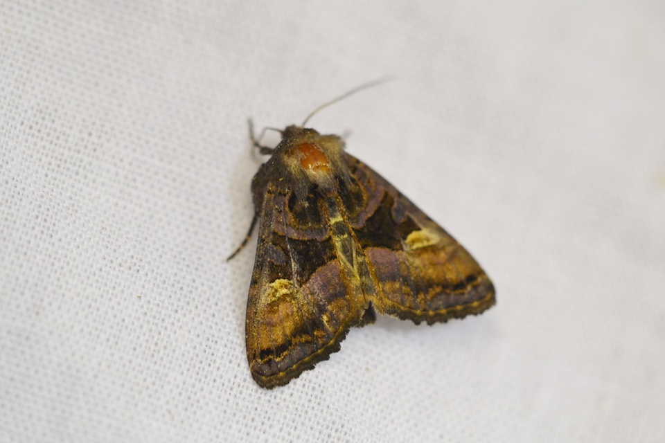 Euplexia lucipara - szeder-csipkésbagoly