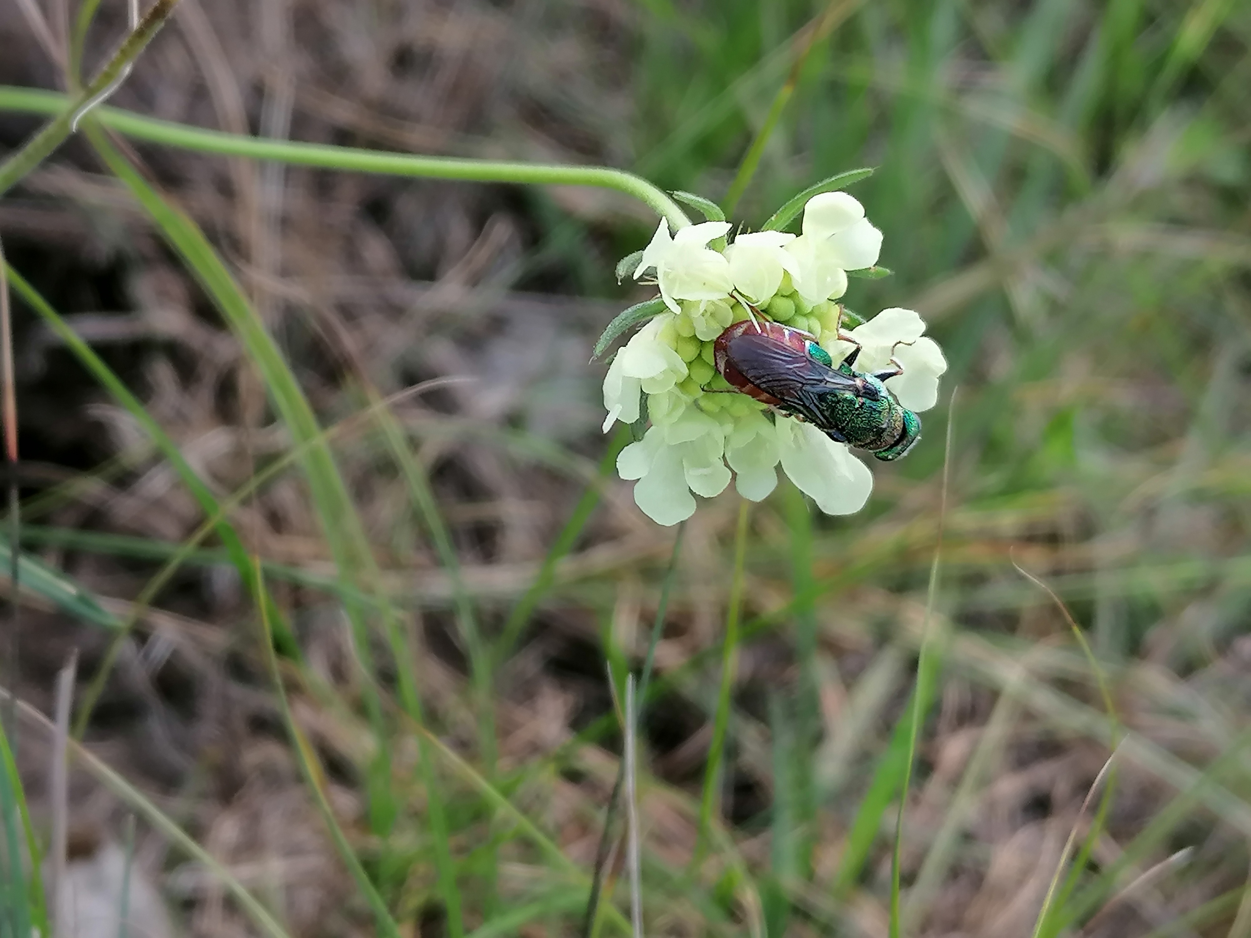Parnopes grandior - pompás fémdarázs