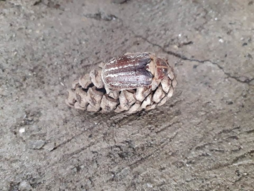 Anoxia orientalis - keleti cserebogár