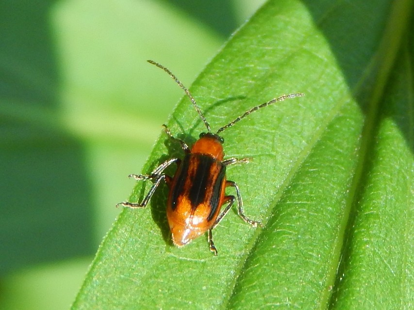 Diabrotica virgifera - amerikai kukoricabogár