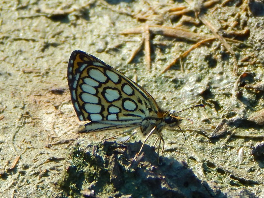 Heteropterus morpheus - tükrös busalepke