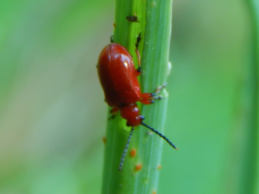 Lilioceris merdigera - hagymabogár Lilioceris merdigera - hagymabogár