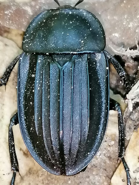 Silpha carinata - karimás dögbogár