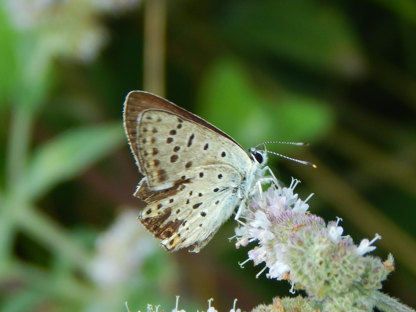 Lycaena tityrus - barna tűzlepke