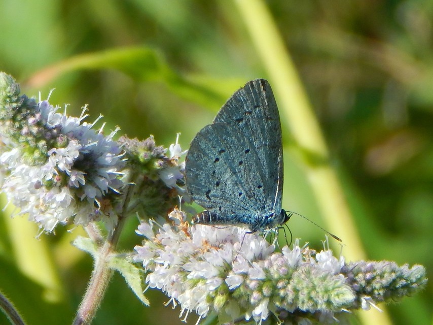 Celastrina argiolus - bengeboglárka