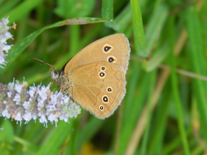 Aphantopus hyperanthus - közönséges ökörszemlepke