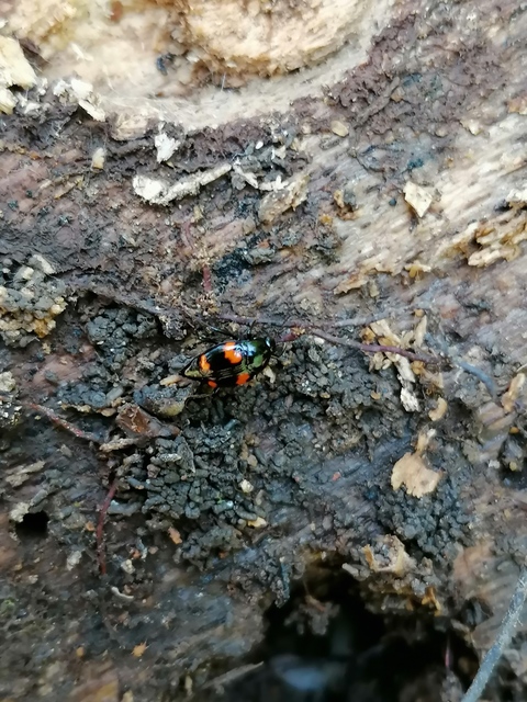 Scaphidium quadrimaculatum - négyfoltos sajkabogár