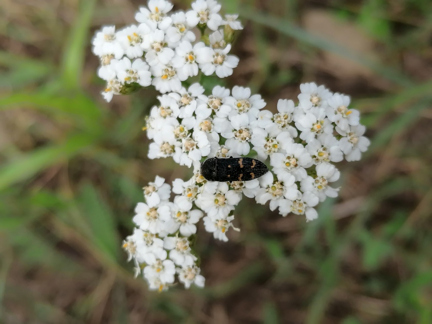 Acmaeoderella flavofasciata - sárgacsíkos zömökdíszbogár