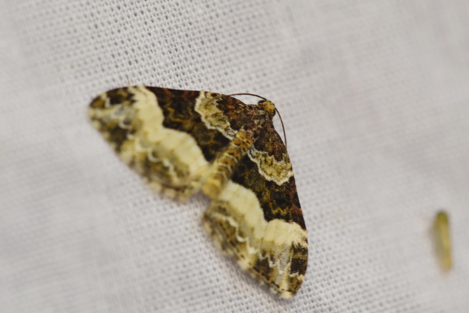 Euphyia unangulata - fogassávú tarkaaraszoló
