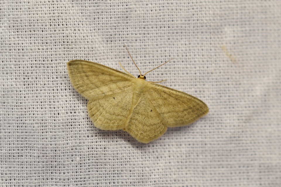Scopula virgulata - vesszős sávosaraszoló