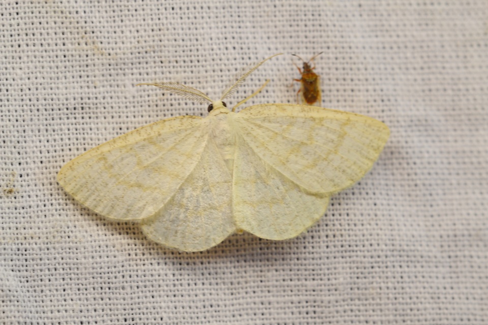 Cabera exanthemata - pettyes égeraraszoló