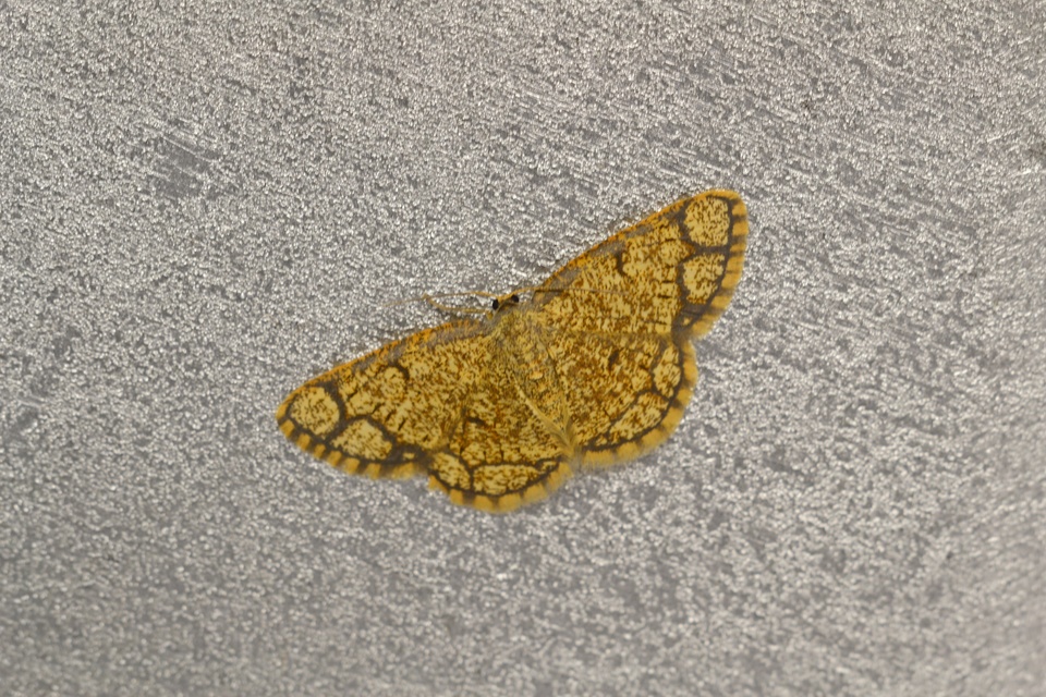 Stegania cararia - gyűrűs nyáraraszoló