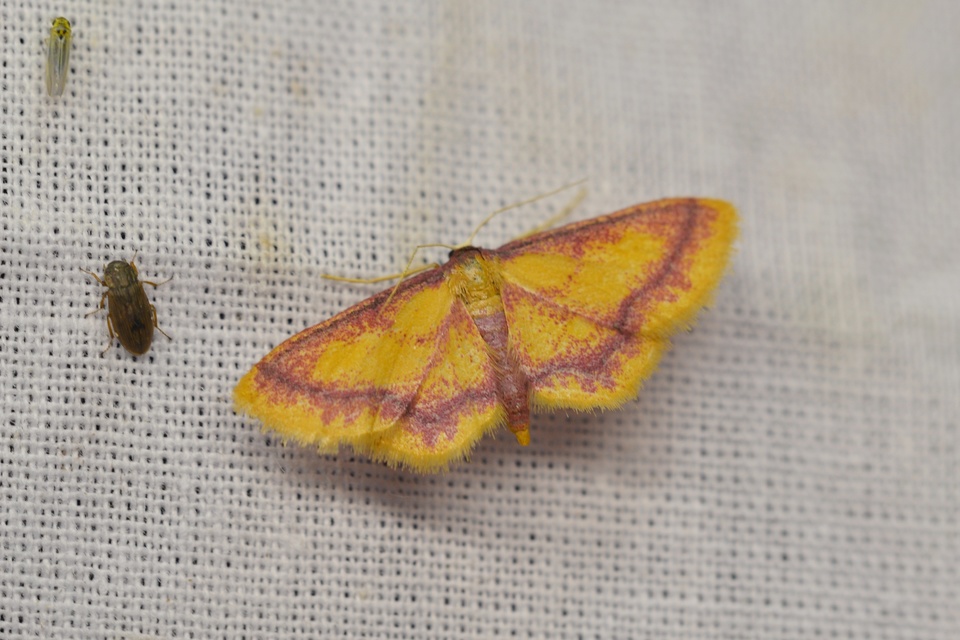 Idaea muricata - mocsári pirosaraszoló