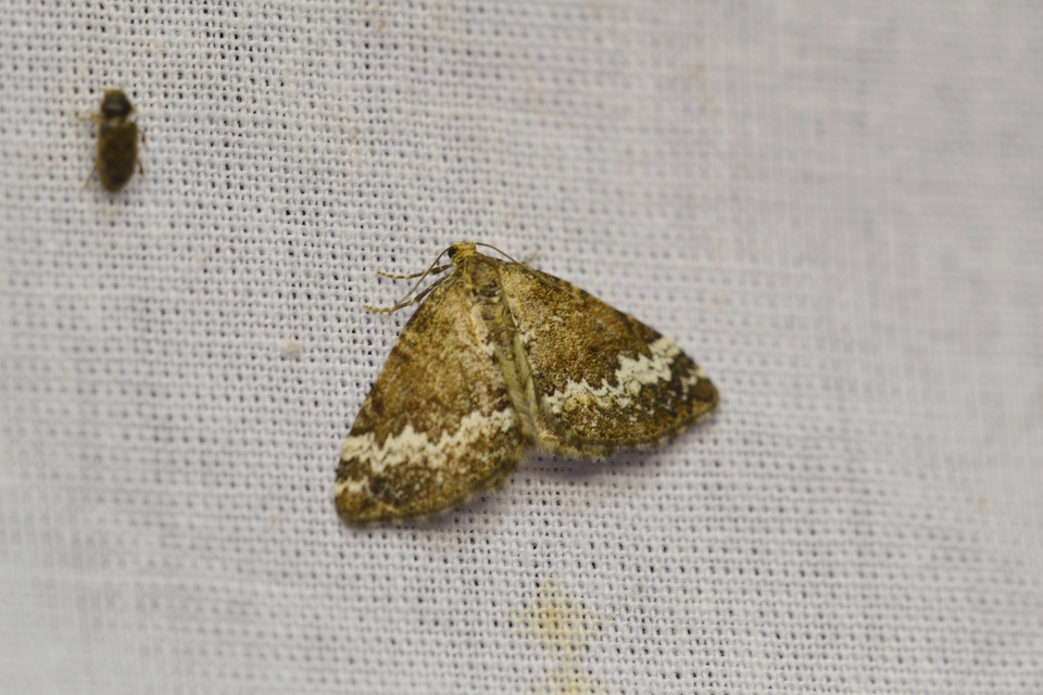 Perizoma alchemillata - árvacsalán-araszoló
