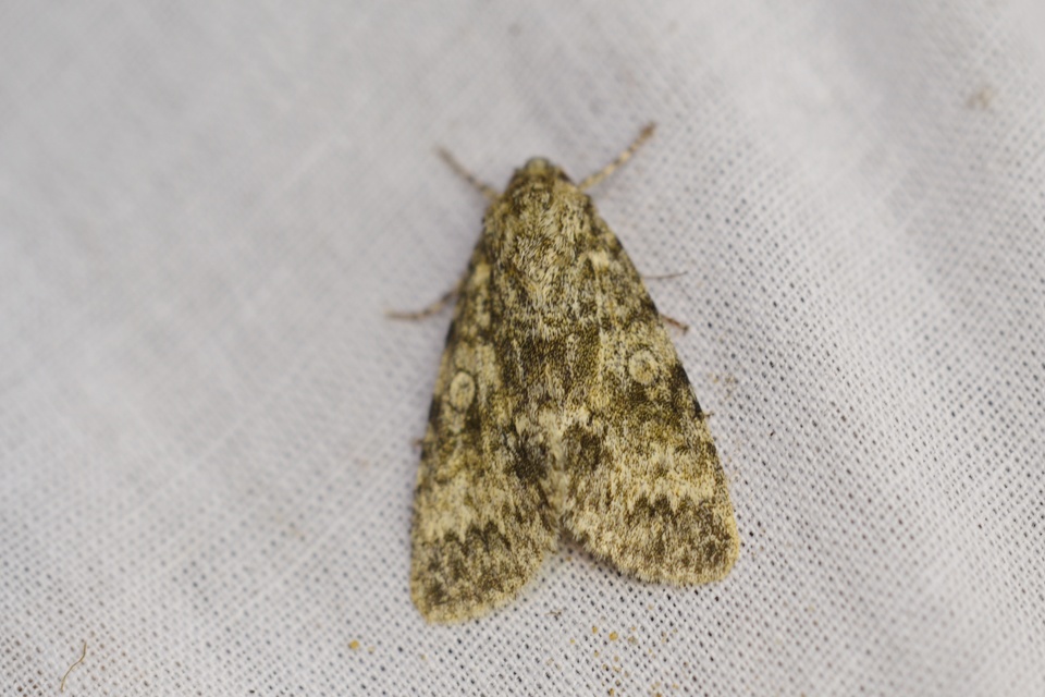 Acronicta megacephala - nagyfejű szigonyosbagoly