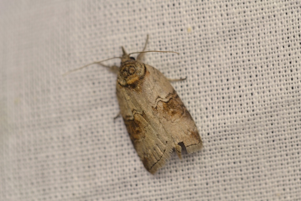 Nycteola asiatica - nyárfa-trapézbagoly