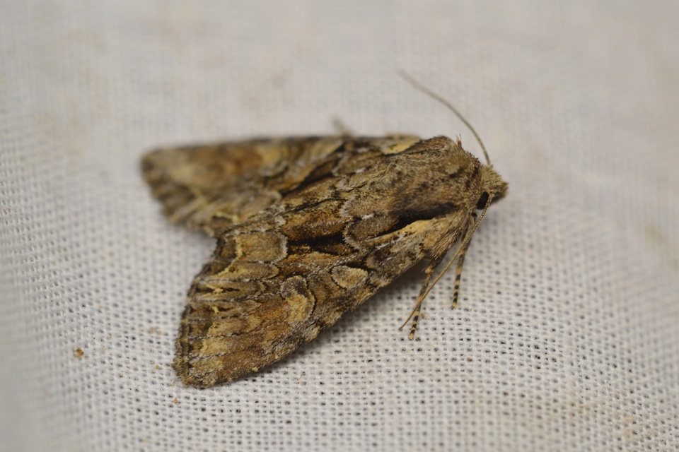Lacanobia thalassina - borbolya-kertibagoly