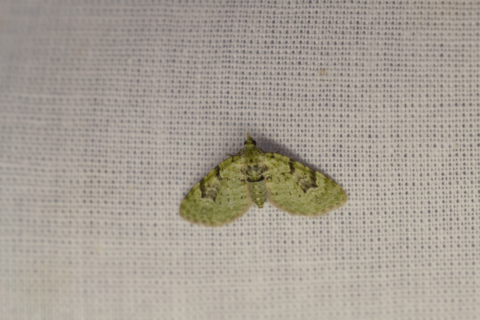 Chloroclystis v-ata - zöldes törpearaszoló