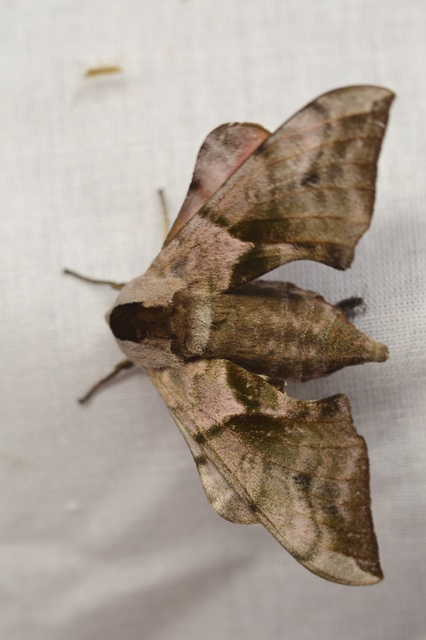 Smerinthus ocellatus - esti pávaszem