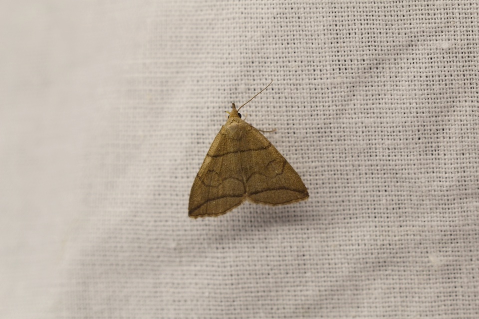 Herminia grisealis - ligeti karcsúbagoly