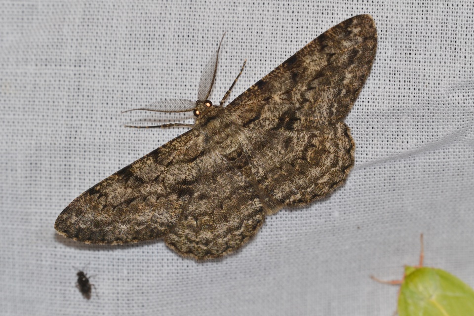 Hypomecis roboraria - nagy tölgyfaaraszoló