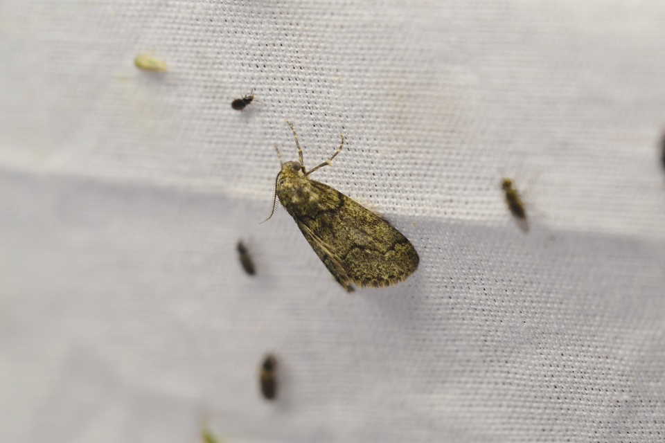 Tephronia sepiaria/Eumannia lepraria