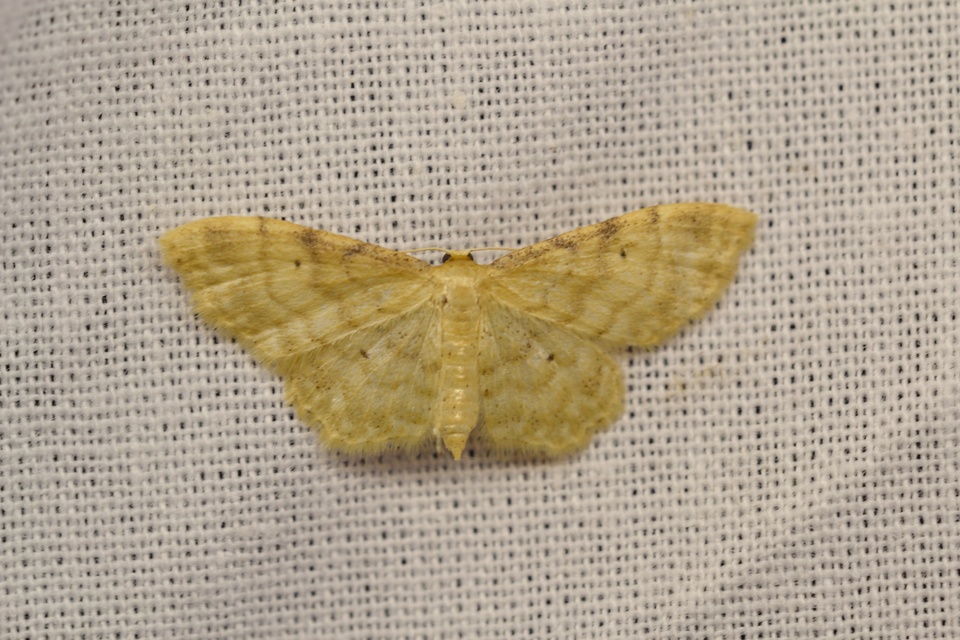 Idaea fuscovenosa - szürkeszélű apróaraszoló