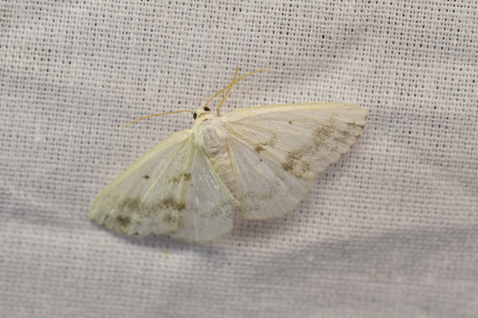 Lomographa temerata - foltos fehéraraszoló