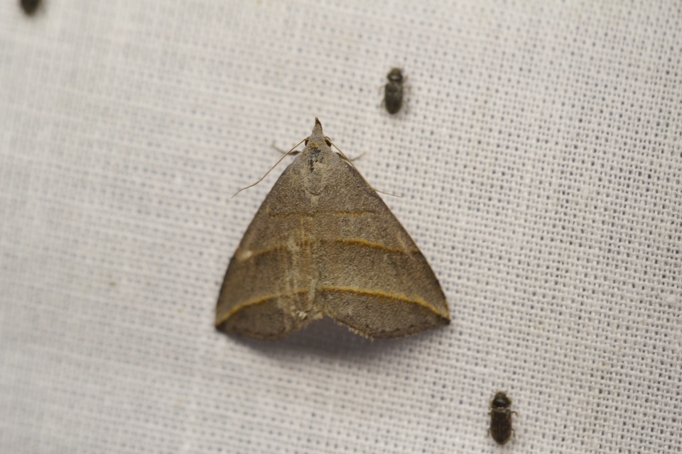 Colobochyla salicalis - háromsávos törpebagoly