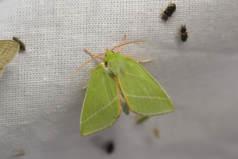 Pseudoips prasinana - bükkfa-zöldbagoly