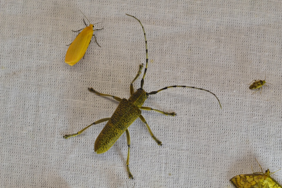 Saperda carcharias - nagy nyárfacincér