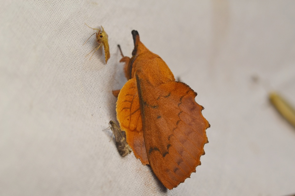 Gastropacha quercifolia - tölgylevélpohók