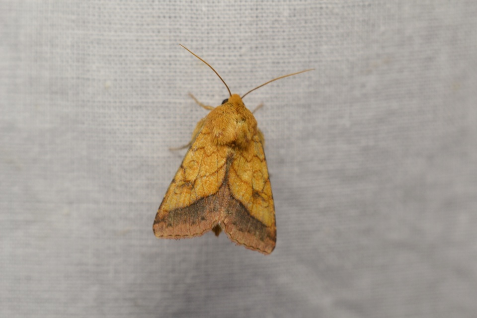 Pyrrhia umbra - iglicebagoly