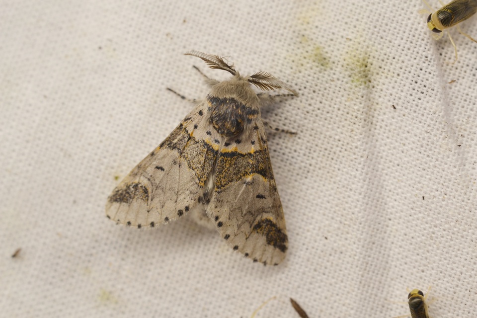 Furcula furcula - szürke púposszövő
