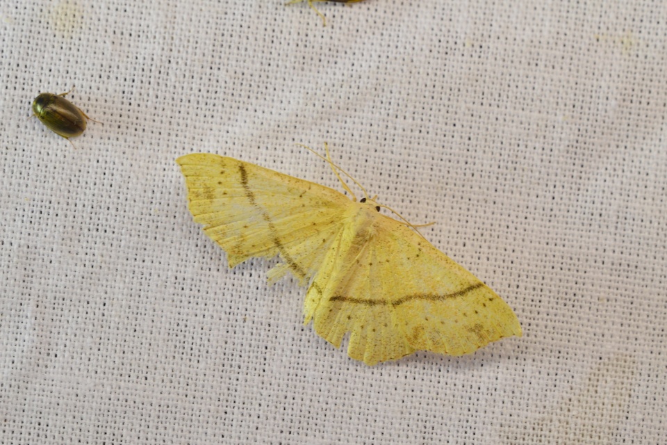 Cyclophora punctaria - sávos pettyesaraszoló