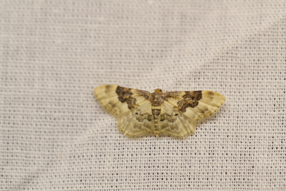 Idaea rusticata - tarka apróaraszoló