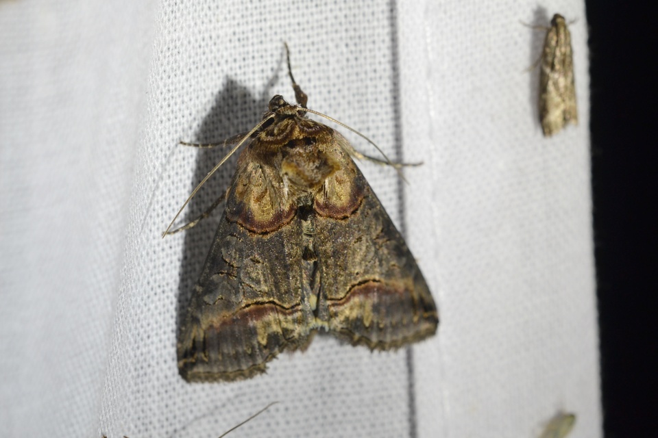 Abrostola triplasia - közönséges csalánbagoly