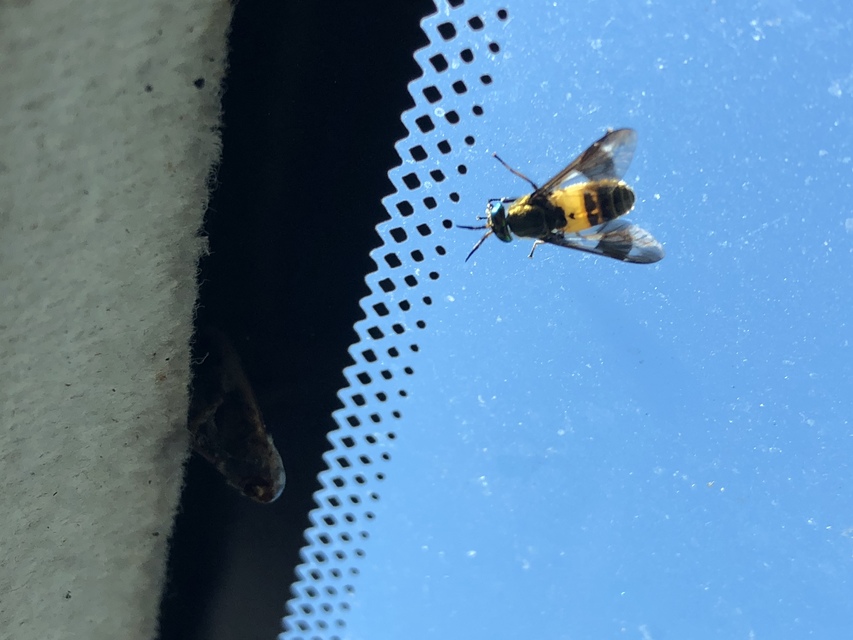 Chrysops viduatus - egyfoltos pőcsik