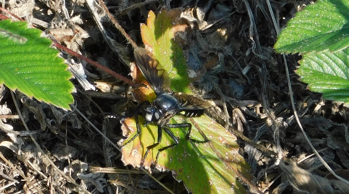 Dasypogon