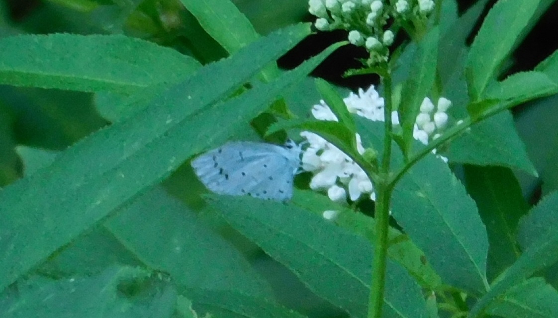Celastrina argiolus - bengeboglárka