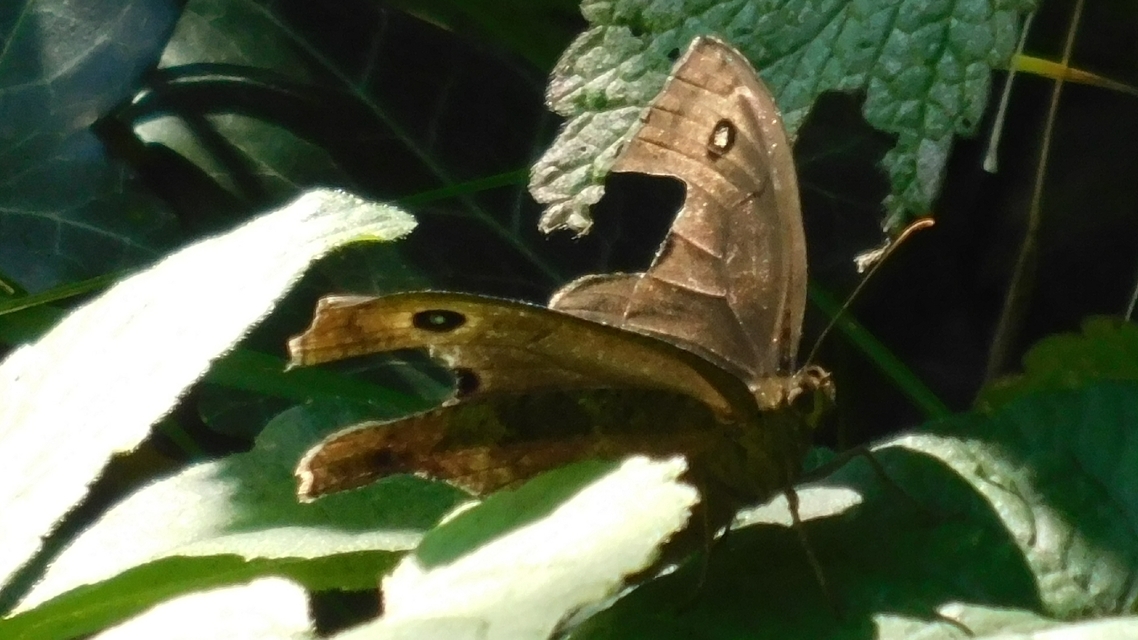 Minois dryas - fekete szemeslepke