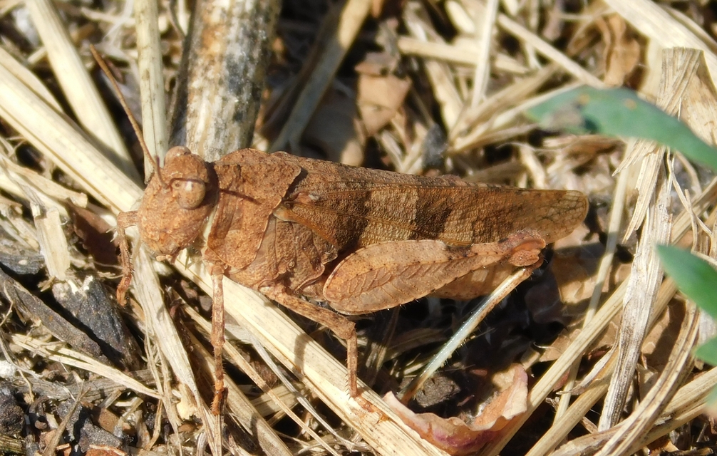 Oedipoda caerulescens - kékszárnyú sáska
